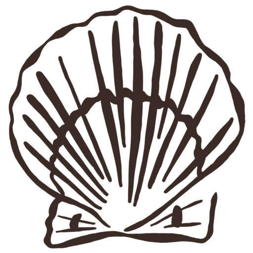Ilustration of a shell used as a logo for Namas · Sea handmade jewelry crafted from shells, crystals and soul