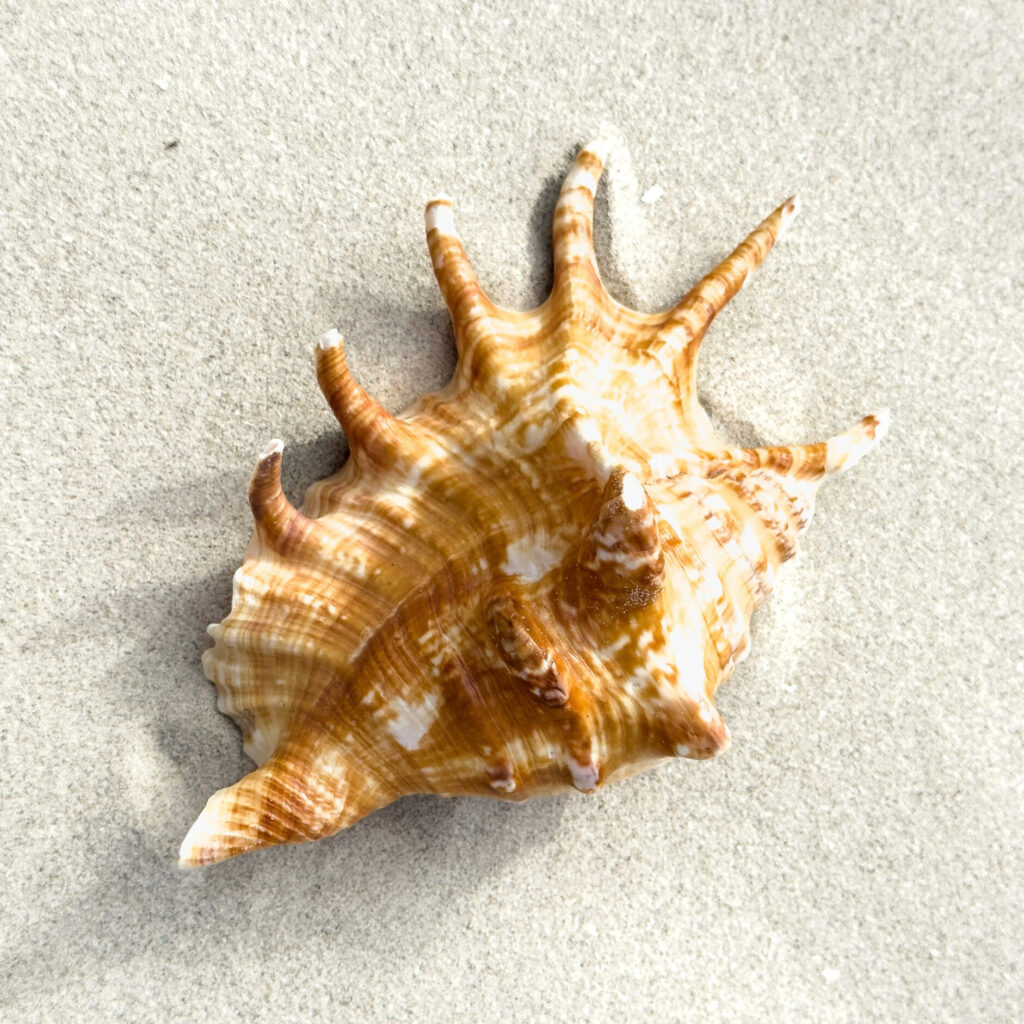 Big orange shell on the beach