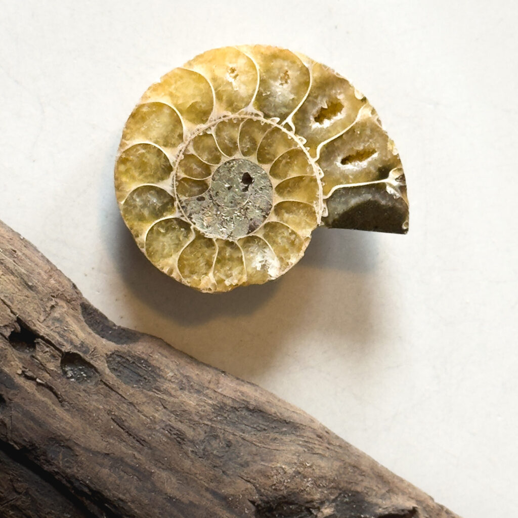 Yellow ammonite fossil used for handmade macrame jewelry displayed next to a piece of driftwood