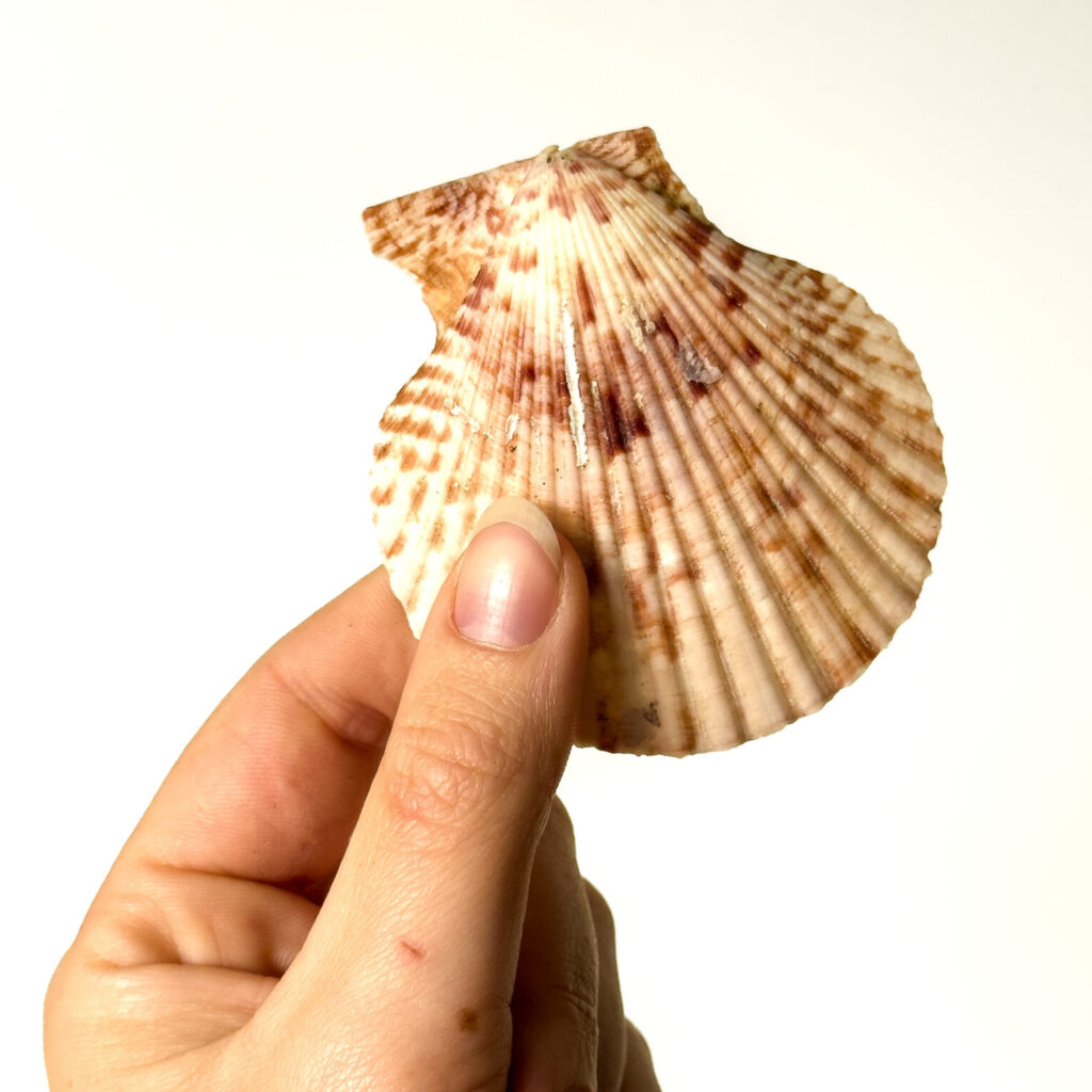 Scallop shell in pink orange colors held in one hand used for handmade macrame jewelry crafted from shells, crystals and soul by Namas · Sea