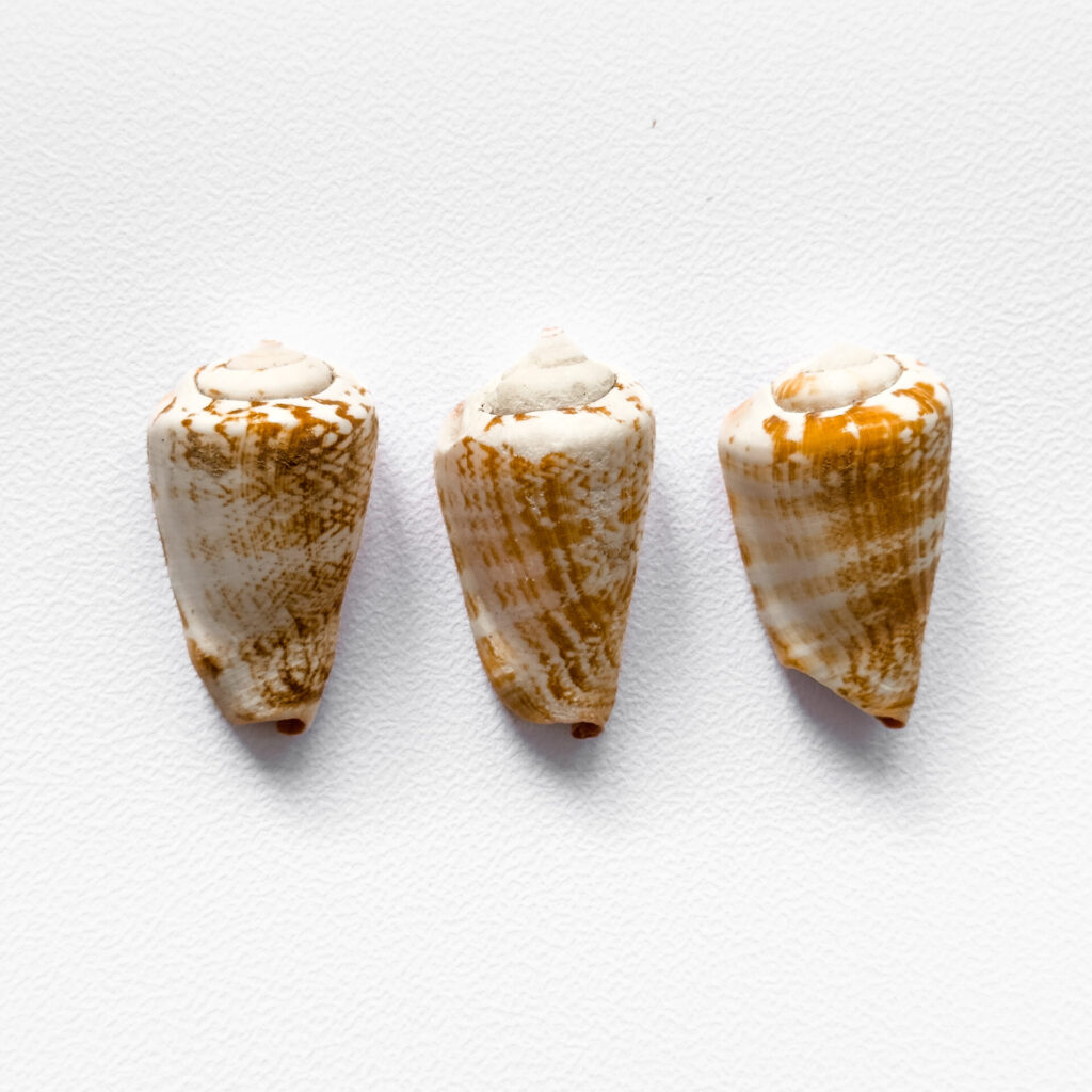 Three orange and white cone shells on display uesed for handmade macrame jewelry crafted with shells, crystals and soul by Namas · Sea